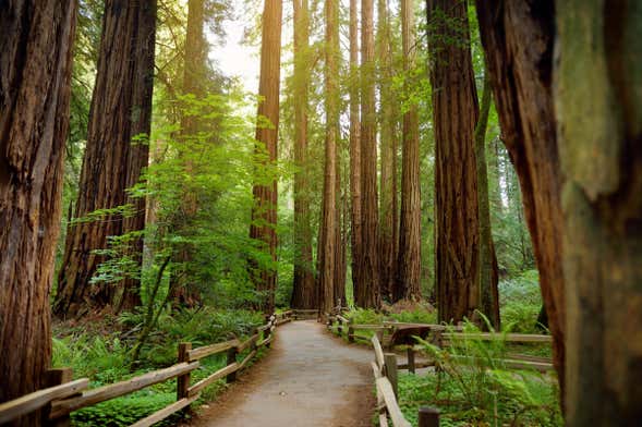 Excursão a Muir Woods e Sausalito