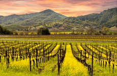 Excursão aos vales do Napa e Sonoma + degustação de vinhos