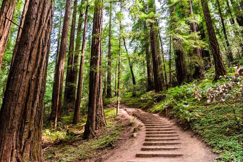 Mergulharemos na tranquilidade de Muir Woods