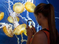 Aquarium of the Bay