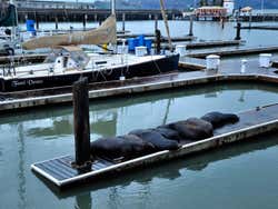 Fisherman's Wharf, animais Fisherman's Wharf