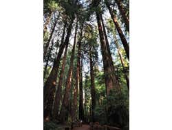 Muir Woods, sequoias-gigantes