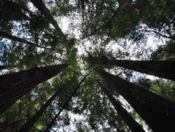 Muir Woods