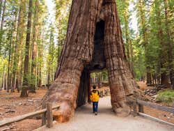 Yosemite, sequoias do Yosemite